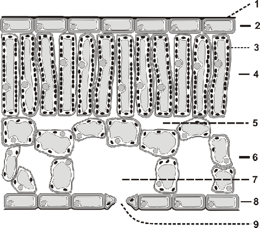Aufbau Eines Laubblattes Arbeitsblatt Blattquerschnitte